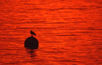Monterey Sunrise