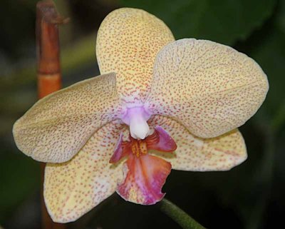 Rain Forest Exotics