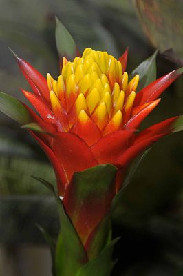 Rain Forest Exotics