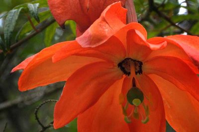 Flowers from Beyond the Backyard