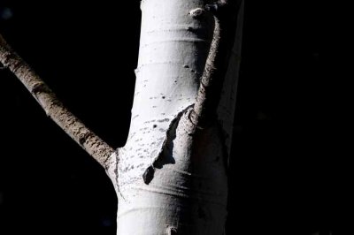 Wyoming Aspen