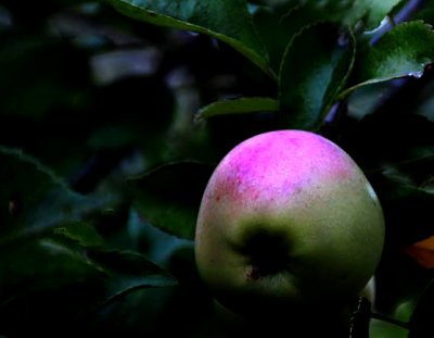 Pete's Fruit