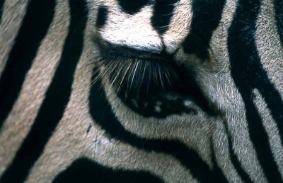 Zebra, San Diego
