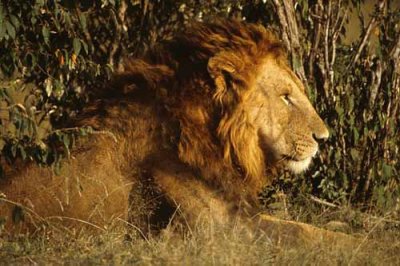 Kenyan King