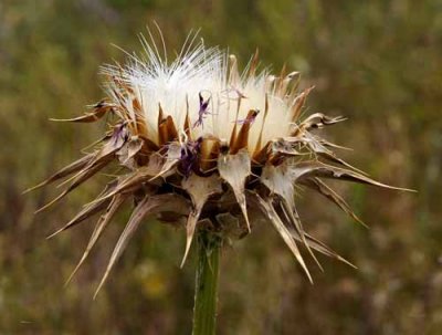 Wild Artichoke