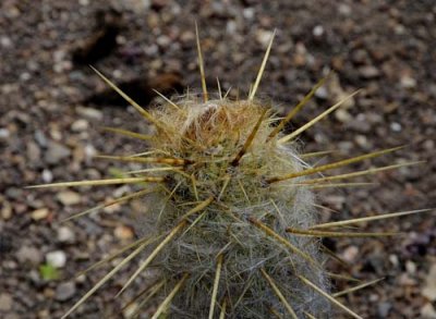 Succulents, Cactus & Other Spiny Plants