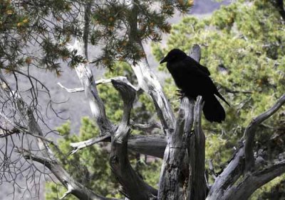 Grand Canyon National Park 42