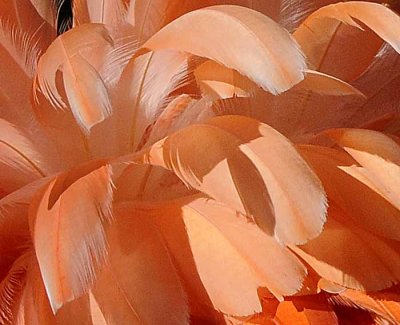 The Color of Flamingos