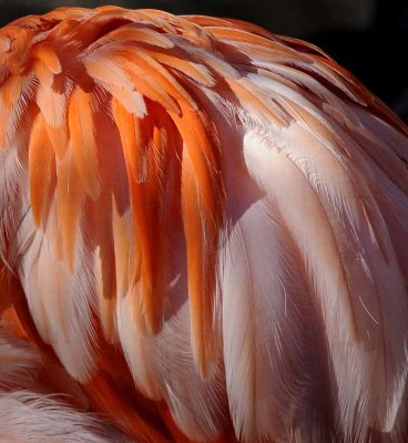 The Color of Flamingos