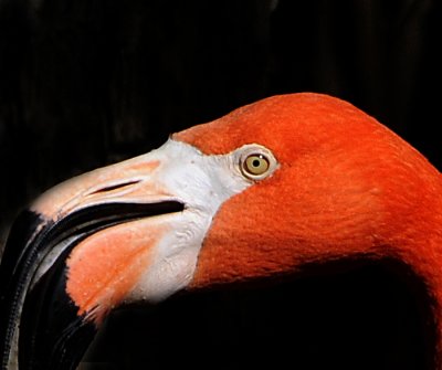 The Color of Flamingos