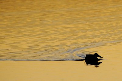 Sunset Swim