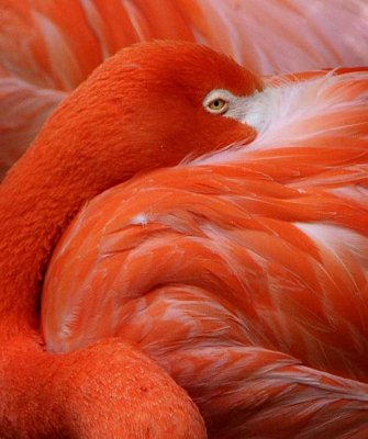 The Color of Flamingos