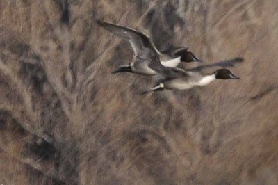 Flight of the Pintail
