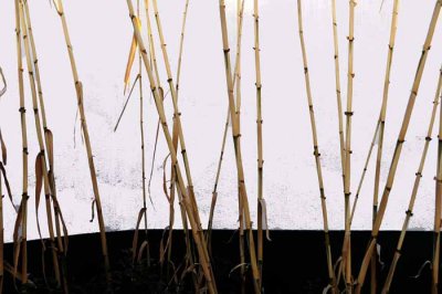 A Little Bamboo