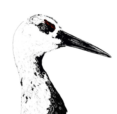 Sandhill Crane Sketch