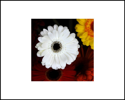 Marios Bouquet Special