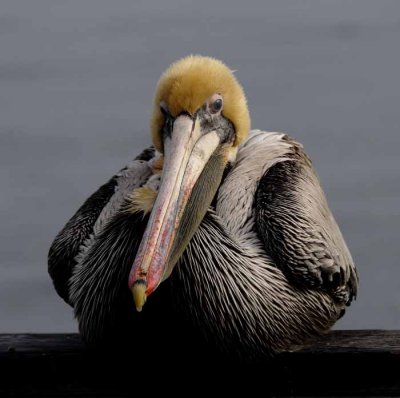 Behold, the Pelican