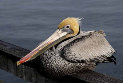 The Brown Pelican