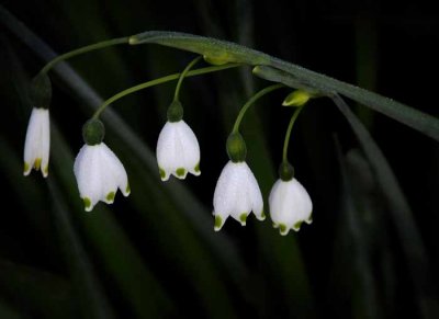Early Spring Bells