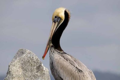 The Brown Pelican