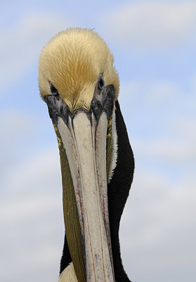 The Brown Pelican