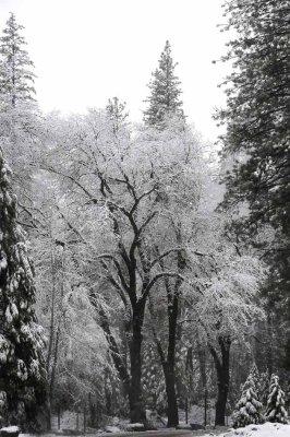 February in Yosemite