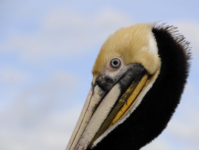 The Brown Pelican