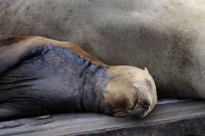 California Sea Lions