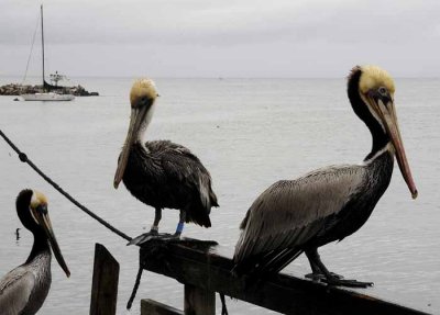 The Brown Pelican