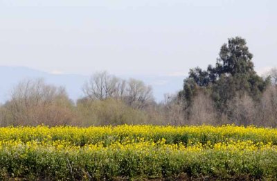 Valley Field of Mustard