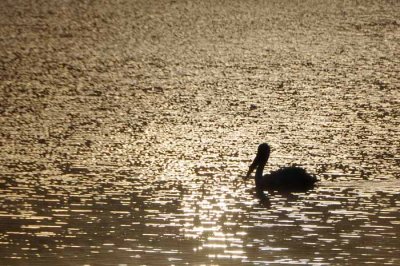 White Pelican - Sunrise Swim on San Pablo