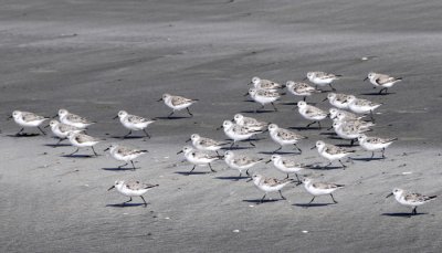 Race of the Sandpiper