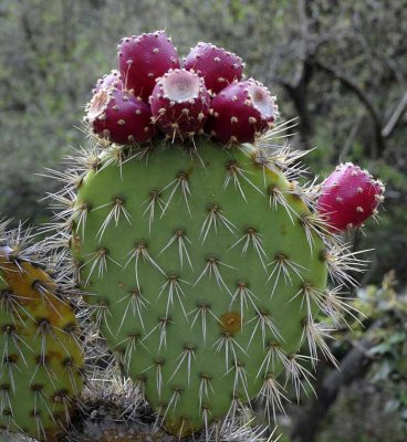 Succulents, Cactus & Other Spiny Plants