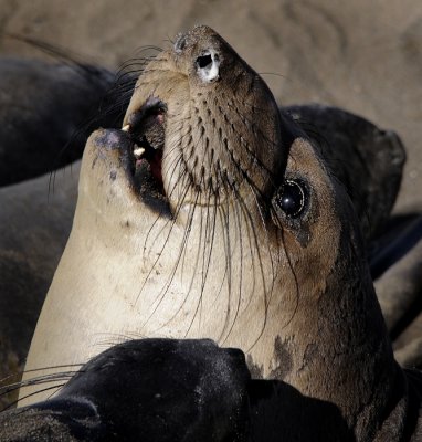 Northern Elephant Seals