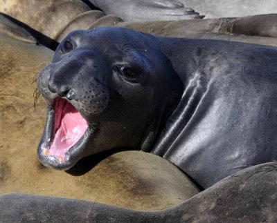Northern Elephant Seals