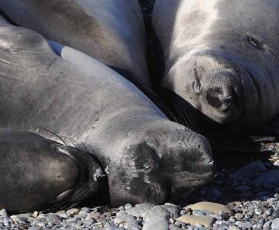 Northern Elephant Seals