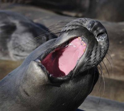 Northern Elephant Seals