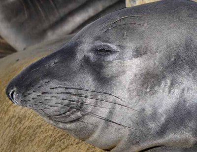 Northern Elephant Seals