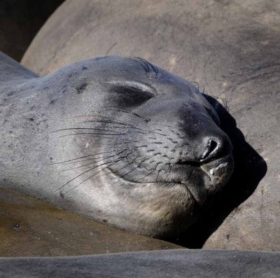 Northern Elephant Seals