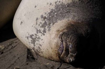 Northern Elephant Seals