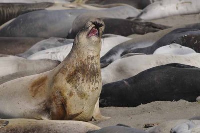 Northern Elephant Seals