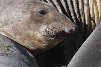 Northern Elephant Seals