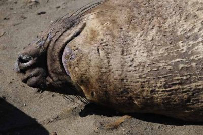 Northern Elephant Seals