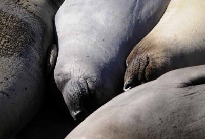 Northern Elephant Seals