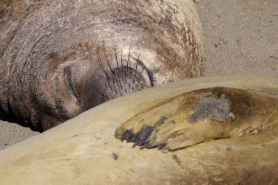 Northern Elephant Seals