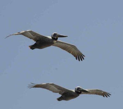 The Brown Pelican