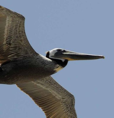 The Brown Pelican