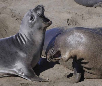 Northern Elephant Seals