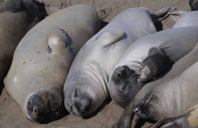 Northern Elephant Seals