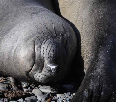 Northern Elephant Seals